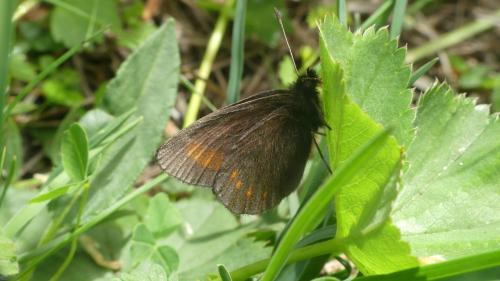 Erebia pharte